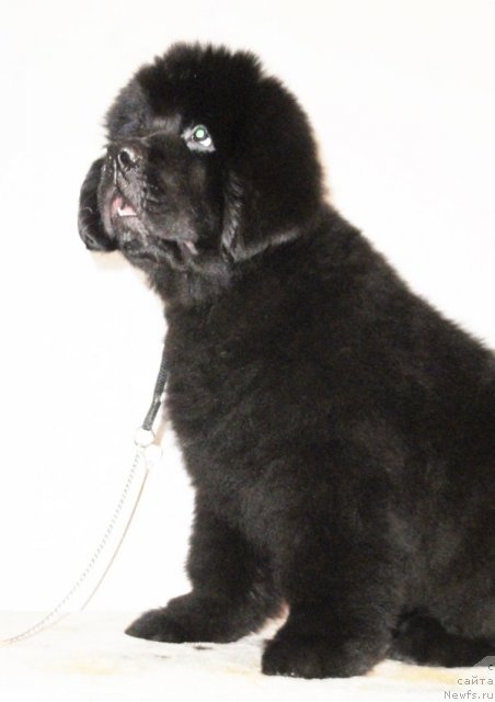 Фото: ньюфаундленд Beguschaya po Volnam Dancing Queen (Бегущая по Волнам Дансинг Квин)