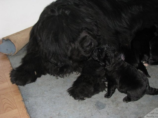 Фото: ньюфаундленд Jenifer iz Medvej'ego YAra (Женифер из Медвежьего Яра), ньюфаундленд Gospoja Udacha ot Sibirskogo Medvedya (Госпожа Удача от Сибирского Медведя)