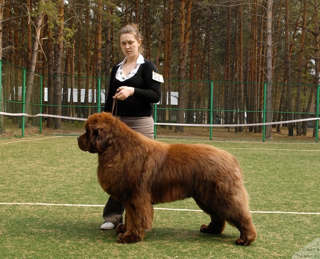 Фото: ньюфаундленд Komandor iz Medvej'ego YAra (Командор из Медвежьего Яра)