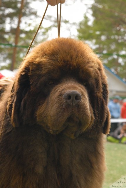 Фото: ньюфаундленд Komandor iz Medvej'ego YAra (Командор из Медвежьего Яра)