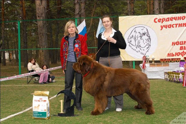 Фото: ньюфаундленд Komandor iz Medvej'ego YAra (Командор из Медвежьего Яра)