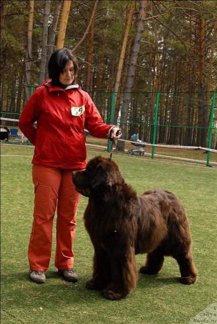 Фото: ньюфаундленд Obush Shed Yudashkin Stil (Обуш Шед Юдашкин Стиль)