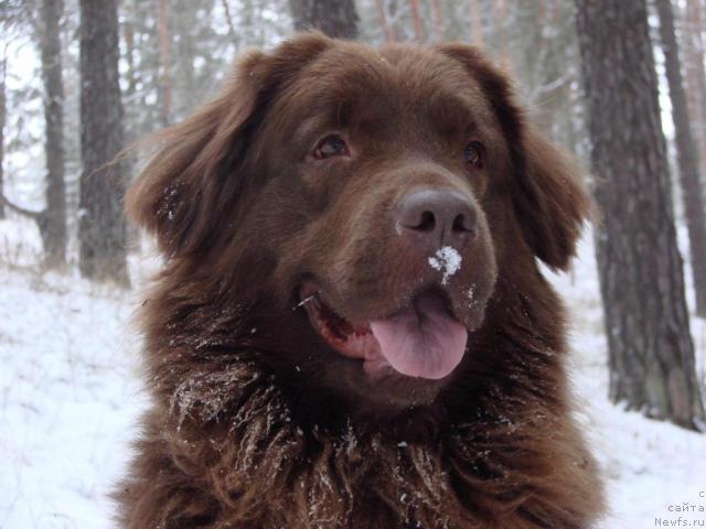 Фото: ньюфаундленд Lesnaya Skazka Izol'da (Лесная Сказка Изольда)