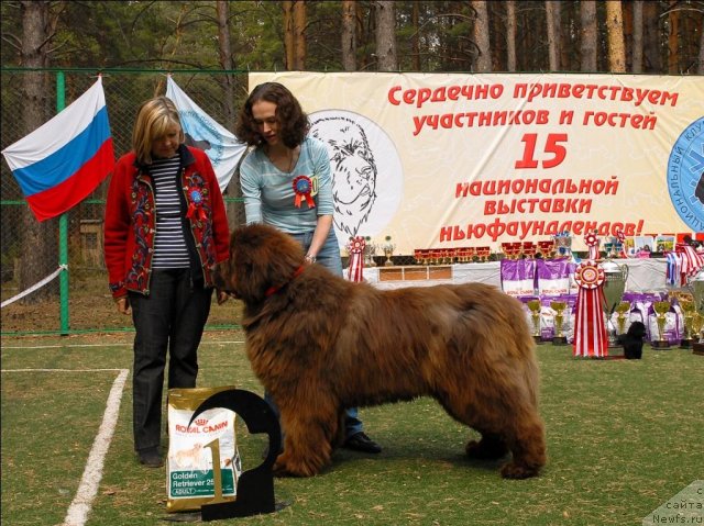 Фото: ньюфаундленд Miluko iz Arkaima (Милуко из Аркаима)