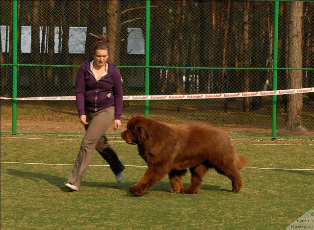 Фото: ньюфаундленд Komandor iz Medvej'ego YAra (Командор из Медвежьего Яра)