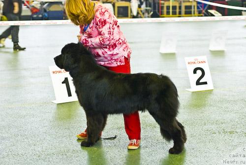 Фото: ньюфаундленд Sent Djons Kalipso (Сент Джонс Калипсо), YUliya YAstrebova (Юлия Ястребова)