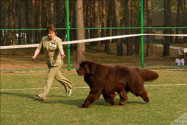 Фото: ньюфаундленд Super Premium Brabus (Супер Премиум Брабус)