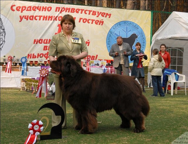 Фото: ньюфаундленд Super Premium Brabus (Супер Премиум Брабус)