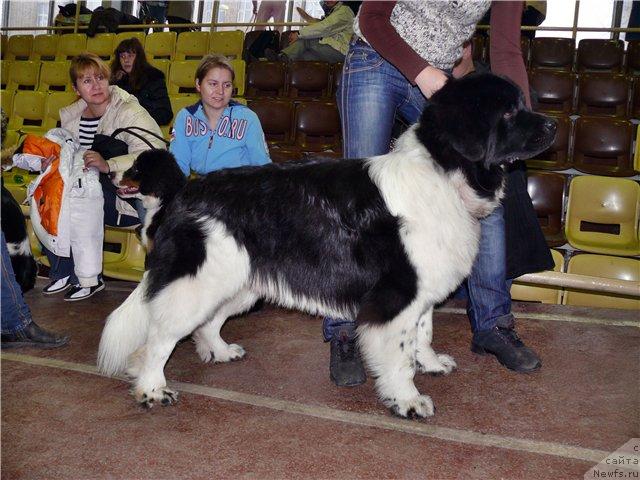 Фото: ньюфаундленд Fiamettahauz Djokatore (Фиаметтахауз Джокаторе)