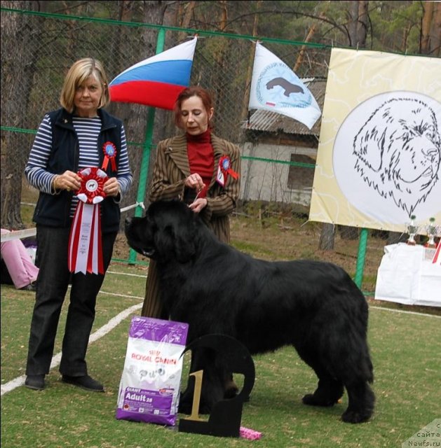 Фото: ньюфаундленд Aquatoriya Kelvin Kilimandzharo (Акватория Келвин Килиманджаро)