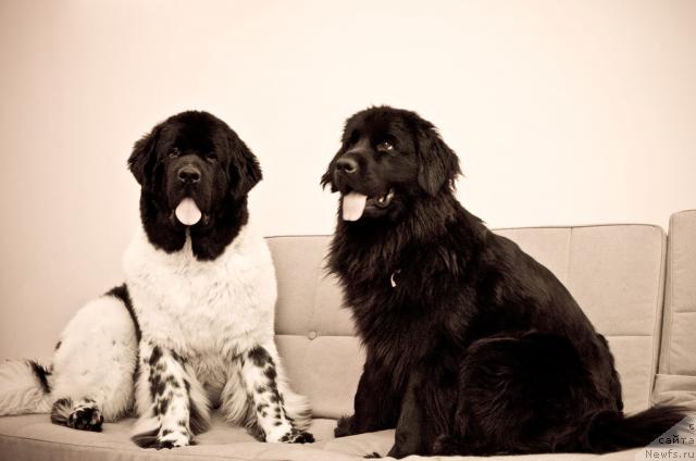 Фото: ньюфаундленд Super Bizon Argo (Супер Бизон Арго), ньюфаундленд Potap Paris (Потап Парис)