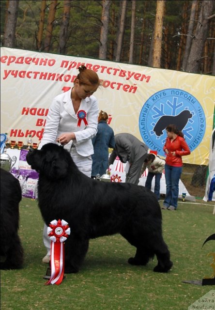 Фото: ньюфаундленд Aquatoriya Kelvin Zolotoy Medved (Акватория Келвин Золотой Медведь)