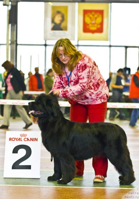 Фото: ньюфаундленд SHanejka iz Kalachinska (Шанежка из Калачинска), YUliya YAstrebova (Юлия Ястребова)