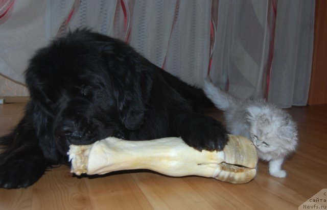 Фото: ньюфаундленд Formula Lyubvi ot Sibirskogo Medvedya (Формула Любви от Сибирского Медведя)