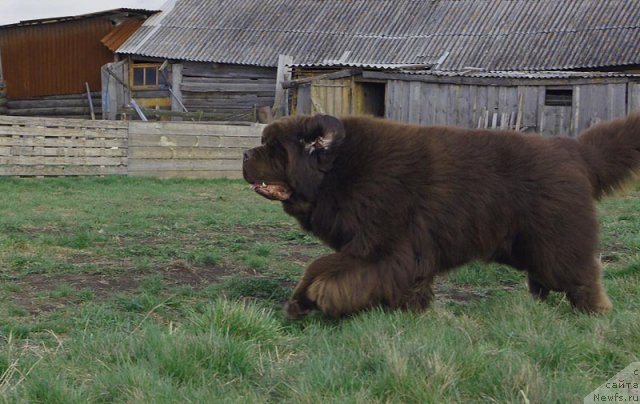 Фото: ньюфаундленд Super Premium Brabus (Супер Премиум Брабус)