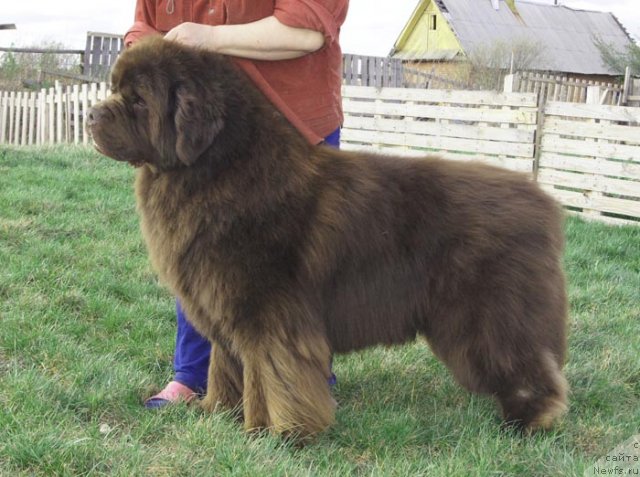 Фото: ньюфаундленд Super Premium Brabus (Супер Премиум Брабус)