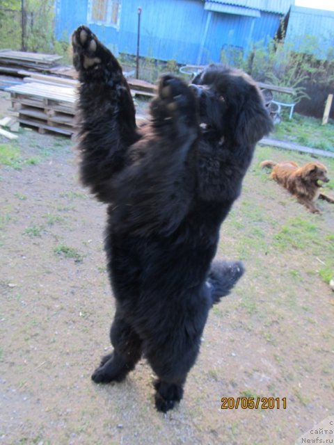 Фото: ньюфаундленд Ih Vyisochestvo Vladlena Madjiks (Их Высочество Владлена Маджикс)