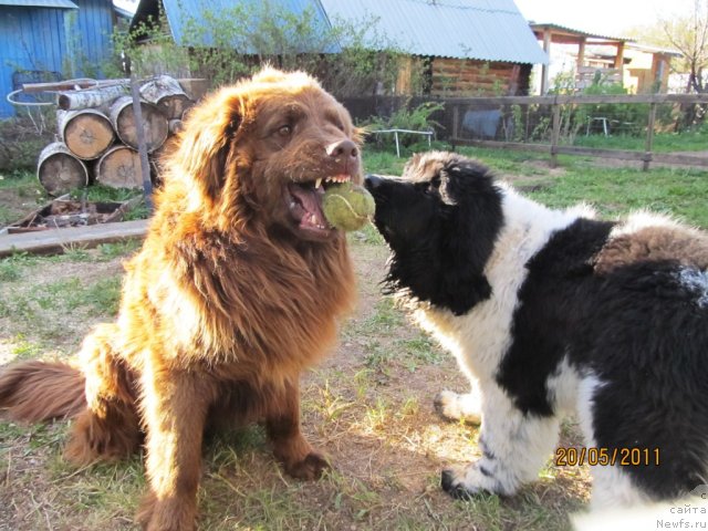 Фото: ньюфаундленд Super Bizon Ekaterinburg (Супер Бизон Екатеринбург), Даник
