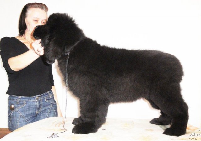 Фото: ньюфаундленд Beguschaya po Volnam Dancing Queen (Бегущая по Волнам Дансинг Квин)