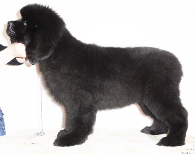 Фото: ньюфаундленд Beguschaya po Volnam Dancing Queen (Бегущая по Волнам Дансинг Квин)