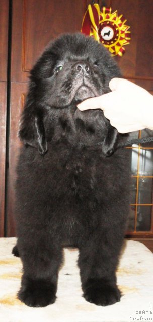 Фото: Бегущая по волнам Дансинг Квин