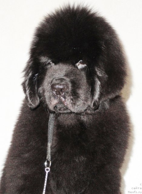 Фото: ньюфаундленд Beguschaya po Volnam Dancing Queen (Бегущая по Волнам Дансинг Квин)