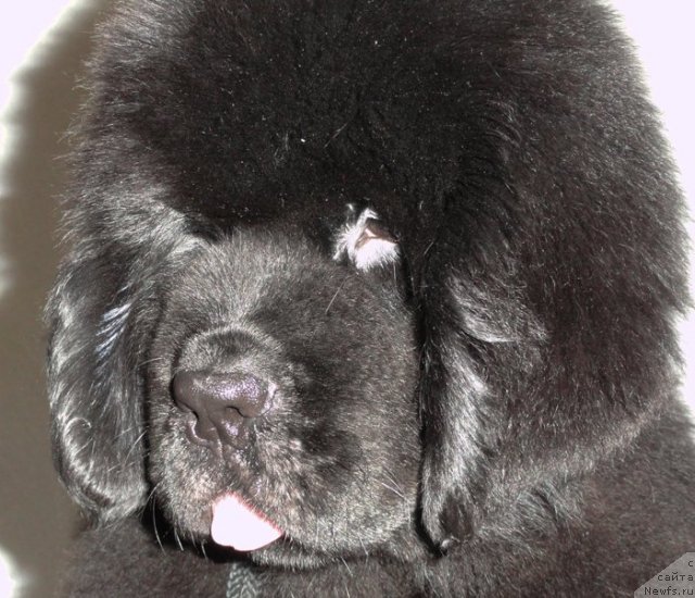 Фото: ньюфаундленд Beguschaya po Volnam Dancing Queen (Бегущая по Волнам Дансинг Квин)