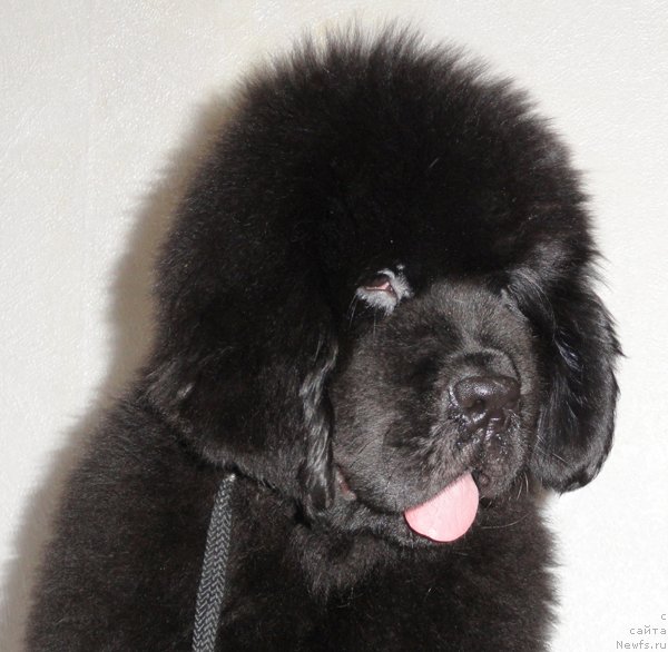 Фото: ньюфаундленд Beguschaya po Volnam Dancing Queen (Бегущая по Волнам Дансинг Квин)