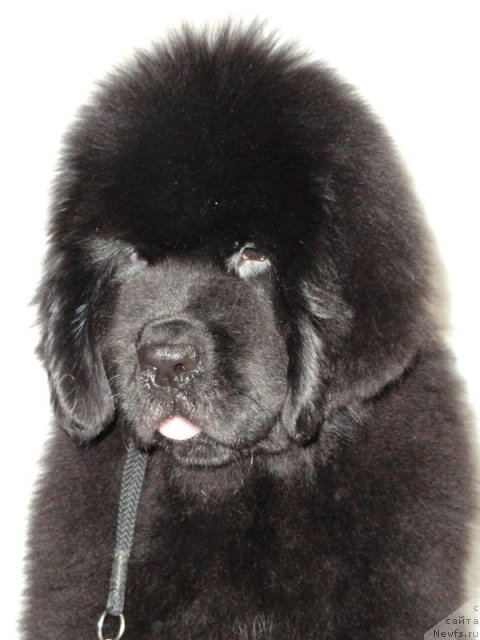 Фото: ньюфаундленд Beguschaya po Volnam Dancing Queen (Бегущая по Волнам Дансинг Квин)