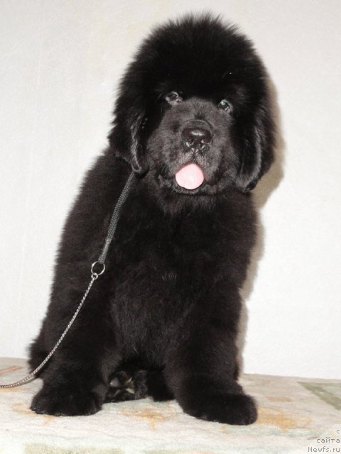 Фото: ньюфаундленд Beguschaya po Volnam Dancing Queen (Бегущая по Волнам Дансинг Квин)