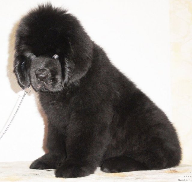 Фото: ньюфаундленд Beguschaya po Volnam Dancing Queen (Бегущая по Волнам Дансинг Квин)