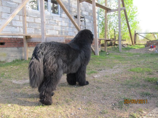 Фото: ньюфаундленд Ih Vyisochestvo Vladlena Madjiks (Их Высочество Владлена Маджикс)