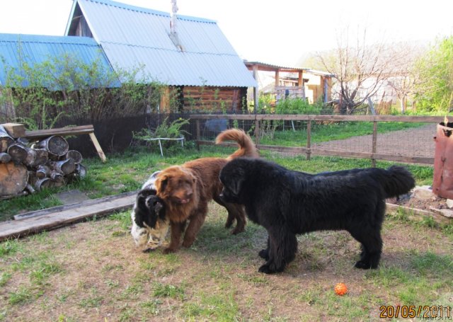Фото: ньюфаундленд Ih Vyisochestvo Vladlena Madjiks (Их Высочество Владлена Маджикс), ньюфаундленд Super Bizon Ekaterinburg (Супер Бизон Екатеринбург), Данчик