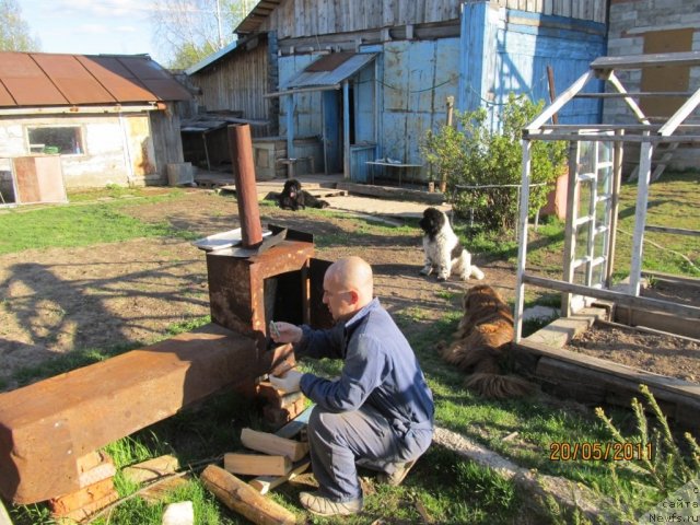 Фото: ньюфаундленд Ih Vyisochestvo Vladlena Madjiks (Их Высочество Владлена Маджикс), ньюфаундленд Super Bizon Ekaterinburg (Супер Бизон Екатеринбург), Aleksey Nistratov (Алексей Нистратов), Даник