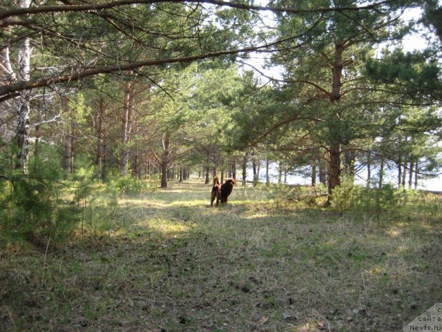 Фото: ньюфаундленд Bagryanaya Osen' iz Arkaima (Багряная Осень из Аркаима)