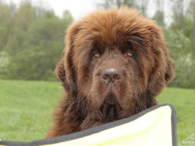 Фото: ньюфаундленд Barhatka Roskoshnaya (Бархатка Роскошная)