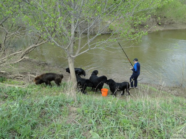 Фото: ньюфаундленд Baloven' Sud'byi (Баловень Судьбы), ньюфаундленд N'yufort Lunnyiy Barhat (Ньюфорт Лунный Бархат), ньюфаундленд Barhatka Roskoshnaya (Бархатка Роскошная), ньюфаундленд Blestyaschaya Brina (Блестящая Брина), ньюфаундленд Bol'shaya Udacha (Большая Удача), Максим Перевышин