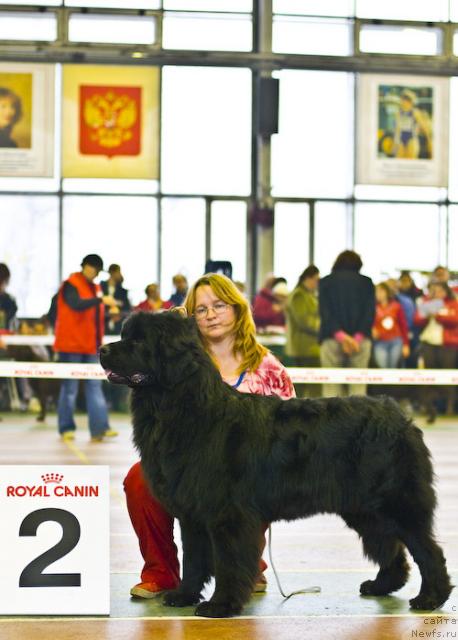 Фото: ньюфаундленд Sent Djons Indigo (Сент Джонс Индиго), YUliya YAstrebova (Юлия Ястребова)