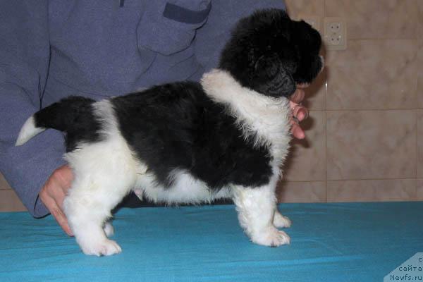 Фото: ньюфаундленд Luch Sveta s Berega Dona (Луч Света с Берега Дона)