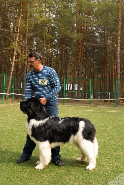 Фото: ньюфаундленд Super Premium Emu Net Ravnyih (Супер Премиум Ему Нет Равных)