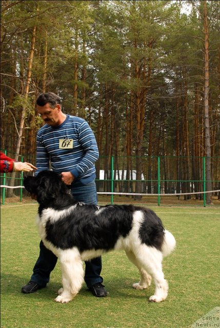 Фото: ньюфаундленд Super Premium Emu Net Ravnyih (Супер Премиум Ему Нет Равных)