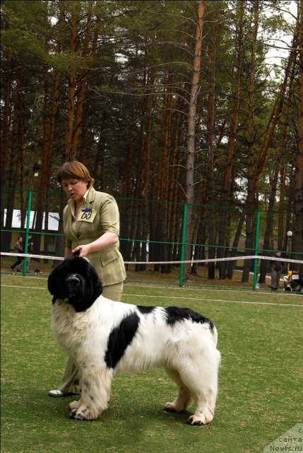 Фото: ньюфаундленд Super Bizon Baton (Супер Бизон Батон)