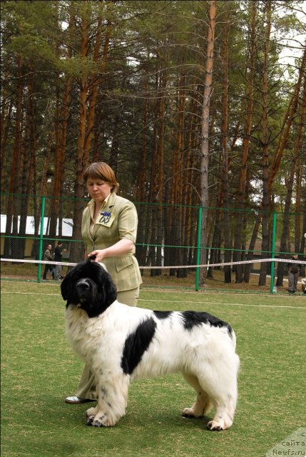 Фото: ньюфаундленд Super Bizon Baton (Супер Бизон Батон)