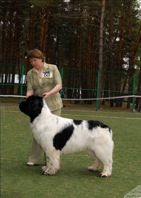 Фото: ньюфаундленд Super Bizon Baton (Супер Бизон Батон)