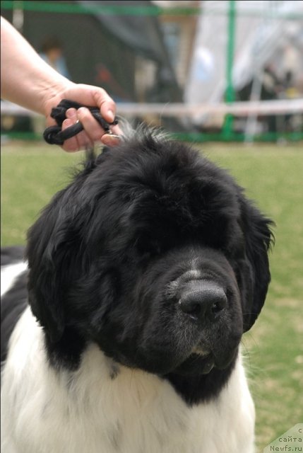 Фото: ньюфаундленд Super Bizon Baton (Супер Бизон Батон)