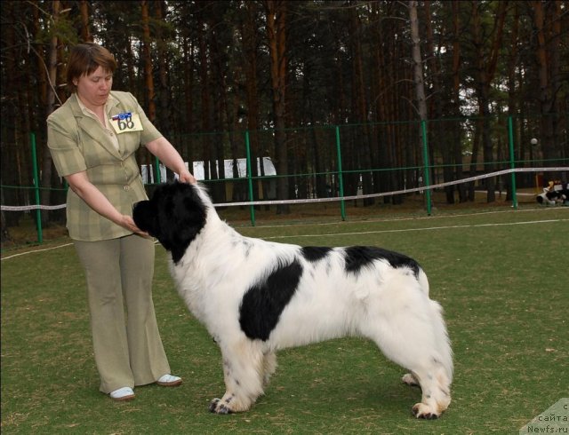 Фото: ньюфаундленд Super Bizon Baton (Супер Бизон Батон)
