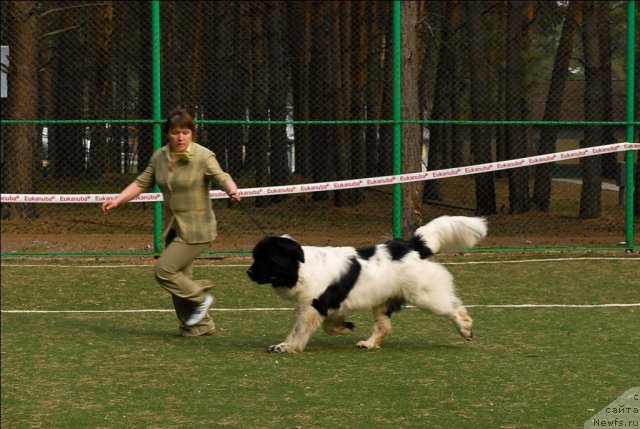 Фото: ньюфаундленд Super Bizon Baton (Супер Бизон Батон)