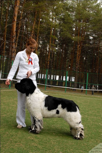 Фото: ньюфаундленд Super Bizon Argo (Супер Бизон Арго)