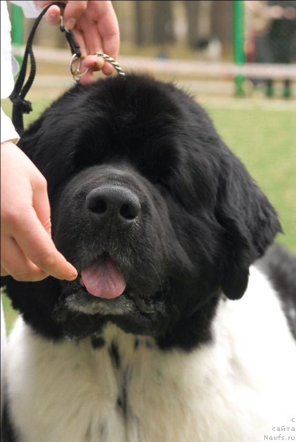 Фото: ньюфаундленд Super Bizon Argo (Супер Бизон Арго)