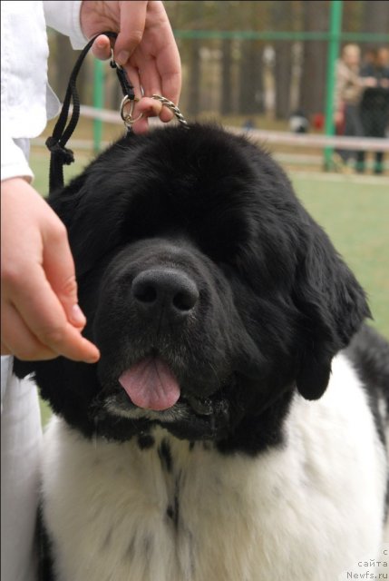 Фото: ньюфаундленд Super Bizon Argo (Супер Бизон Арго)